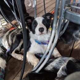Border Collie Puppies from Inspire Performance Dogs