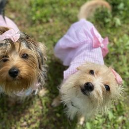 Morkies from Georgias Finest Puppies