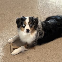 Lenya - Australian Shepherd