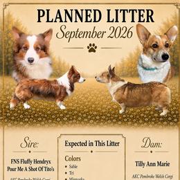 Pembroke Welsh Corgi puppies from Maria's Pembroke Welsh Corgis