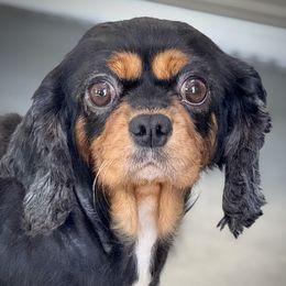 Harriet - Cavalier King Charles Spaniel