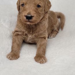 Goldendoodle Puppies from Lake Village Doodles