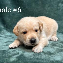 Sixth born - Yellow female Labrador Retriever puppy in Antwerp, Ohio from Clark’s Loyal Labradors