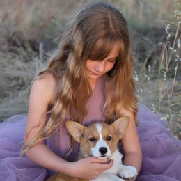 Pembroke Welsh Corgi Puppies from Julia's Pembroke Welsh Corgis