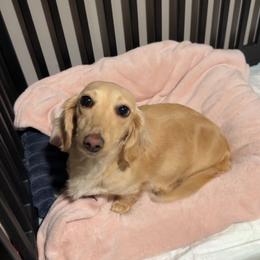 Bam Bam - Cream female Dachshund puppy in Mountain Home, Arkansas from Furry Friends Kennel