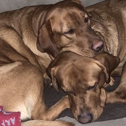 Labrador Retrievers from Lynn’s English Labradors