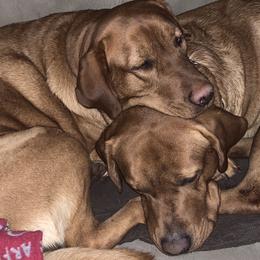 Labrador Retrievers from Lynn’s English Labradors