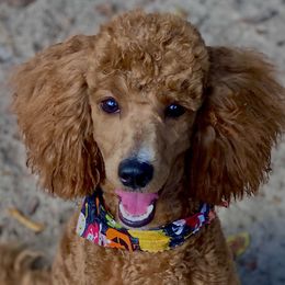 Ruby - Poodle