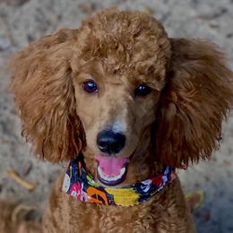 Ruby - Poodle