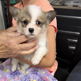 Girl 4 - Red female Pembroke Welsh Corgi puppy in Moulton, Alabama from Reed's Pembroke Corgi Welsh