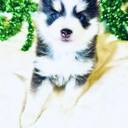 Rosemary - Black and white female Pomsky puppy in Rhome, Texas from TyeDye Kennels