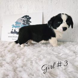 Girl 3 - Black and white female Cardigan Welsh Corgi puppy in Natchitoches. La, Louisiana from Bleu Bayou Corgis