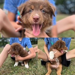 Australian Shepherd Puppies from Henderson Hill Australian Shepherds