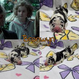 Bronwyn - Harlequin female Great Dane puppy in Pollock, Louisiana from Danes Done Right