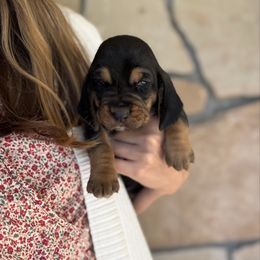 Ralph - Black and brown male Basset Hound puppy in Yarnell, Arizona from Boulder Oak Bassets