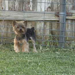 Yorkshire Terrier Puppies from Cuddles of Cuteness