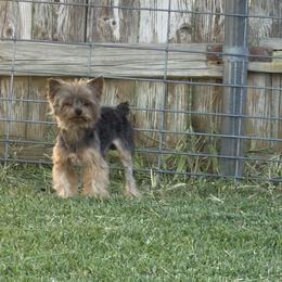 Yorkshire Terrier Puppies from Cuddles of Cuteness