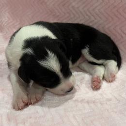 Freya - Tri-color female Border Collie puppy in New Bern, North Carolina from New Bern Border Collies