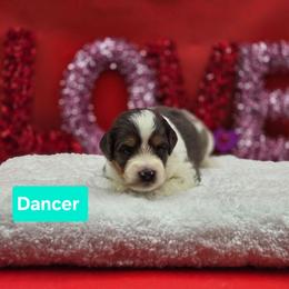 Dancer- Teal collar - Blue merle female Bernedoodle puppy in Summerville, South Carolina from Channys Doodles