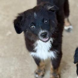 Strawberry - Black tri female Miniature Australian Shepherd puppy in Iola, Texas from MK Aussies