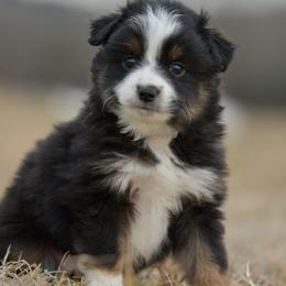 Thistle - Black tri male Toy Australian Shepherd puppy in Hartman, Arkansas from Southern Edition Aussies