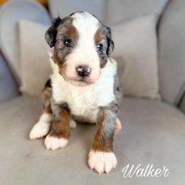 Walker - Blue merle male Aussiedoodle puppy in Chattanooga, Tennessee from Remedy Ranch Aussiedoodles
