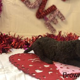 Poodle Puppies from Wild Orchid Poodles