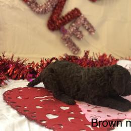 Poodle Puppies from Wild Orchid Poodles