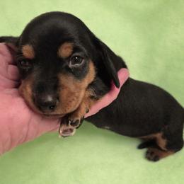 Dachshund Puppies from The Dachshund Den