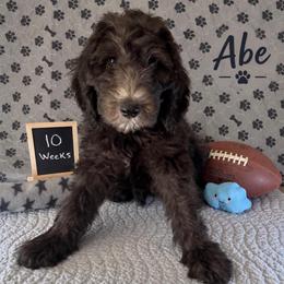 Abe - Black male Sheepadoodle puppy in Glen Rose, Texas from Clevenger’s Sheepadoodle Fur Baby Farm