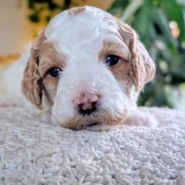Boy 4 - male Cavapoo puppy in Almira, Washington from Cavapoo Cuddles