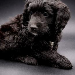 Brown - Black male Goldendoodle puppy in Byron, Georgia from Southern Olive Doodles 🫒