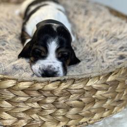 Drumstick - Black brown and white male Basset Hound puppy in Lone Jack, Missouri from Wee Little Bassets