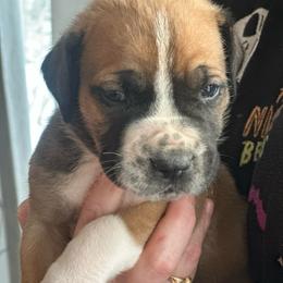 Aqua-Black Collar - Irish marked male Boerboel puppy in Wasilla, Alaska from Northland Boerboels