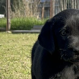 Gus(Mr green) - Labrador Retriever puppy in Gerber, California from In The Zone Dog Training and Breeding