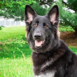 Shiloh Shepherds from Nocturnal Farm Shiloh Shepherds