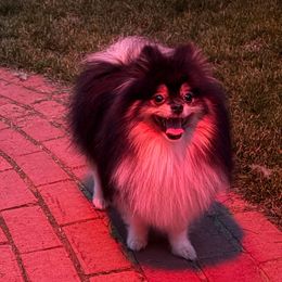 King - Pomeranian