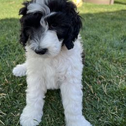 Sheepadoodle Puppies from Pretty Perfect Pups