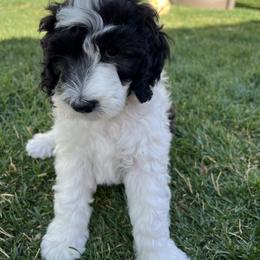 Sheepadoodle Puppies from Pretty Perfect Pups