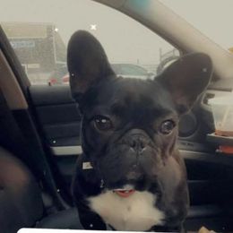 Xena  - French Bulldog