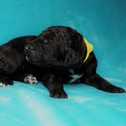 Goldendoodle Puppies from Warren Doodles