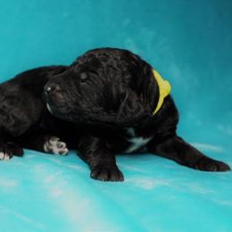 Goldendoodle Puppies from Warren Doodles