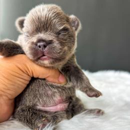 Bruno - Liver male French Bulldog puppy in Porter, Texas from Whatabulldog