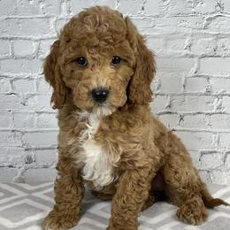 Lily - Apricot female Goldendoodle puppy in Millersburg, Ohio from Ohio Puppy Paws