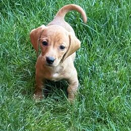 Hamlet - Red male Dachshund puppy in Salem, Oregon from Longdox Mini Dachshunds