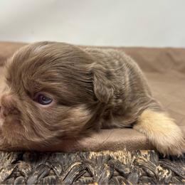 Hera - Tricolors female French Bulldog puppy in Amarillo, Texas from Bomb City Bulldogs