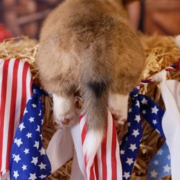 Pembroke Welsh Corgi Puppies from Big Sky Corgis