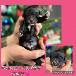 Prancer - Parti female Goldendoodle puppy in Howard City, Michigan from Doodles and Chaos