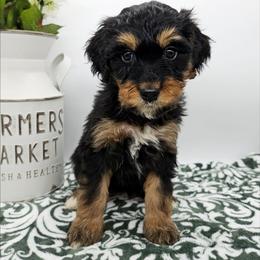 Lily - Tri-color female Bernedoodle puppy in Granton, Wisconsin from Rose River Farms