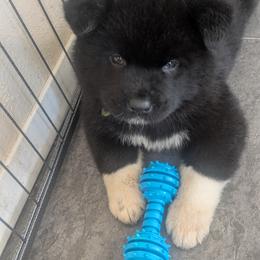 Akita Puppies from Akita Kai Magic